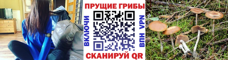 Галлюциногенные грибы Psilocybine cubensis  omg зеркало  Борисоглебск  купить  сайты 